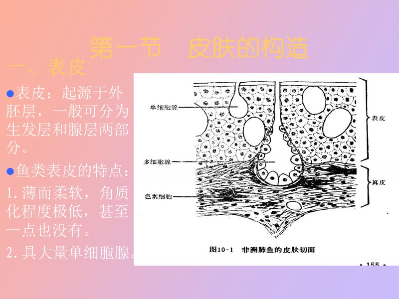 皮肤及其衍生物.ppt_第2页