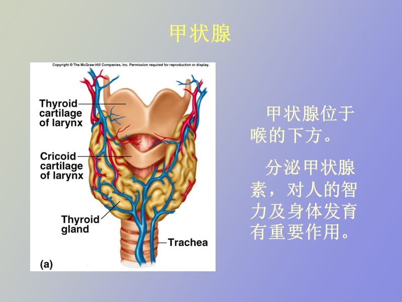 甲状腺激素与抗甲亢的药物修.ppt_第3页