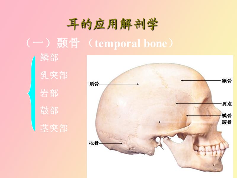 耳的应用解剖学.ppt_第2页