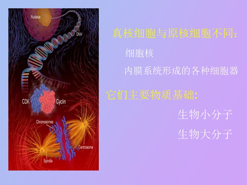 细胞的分子基础和基本概念.ppt_第2页