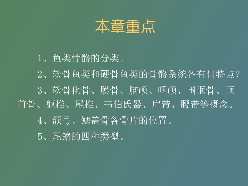 硬骨鱼的骨骼系统.ppt_第2页