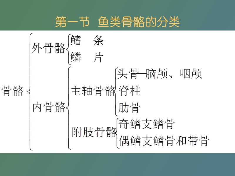 硬骨鱼的骨骼系统.ppt_第3页