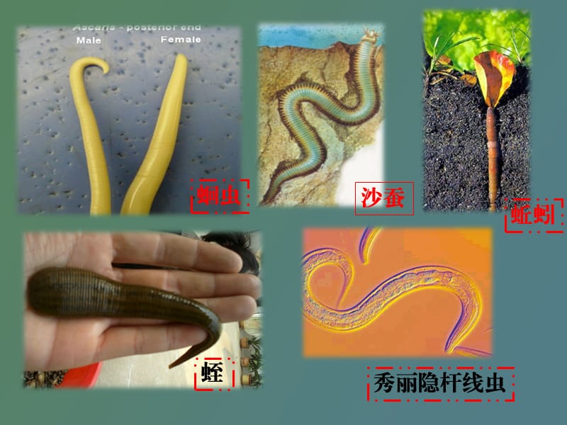 线形动物和环节动物.ppt_第2页