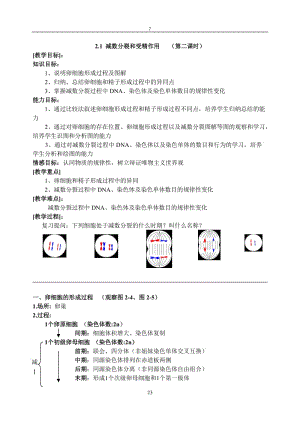 21减数分裂和受精作用（第二课时）.doc