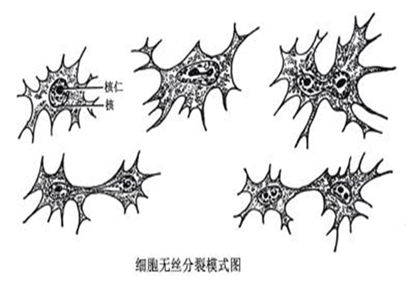 细胞遗传学染色体的动态.ppt_第3页