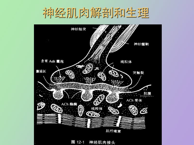 肌松药及其拮抗药.ppt_第3页