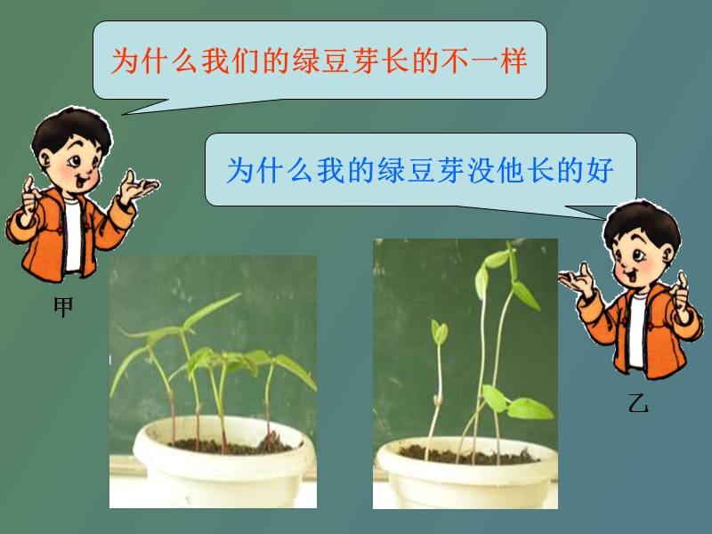 绿豆芽的生长.ppt_第2页