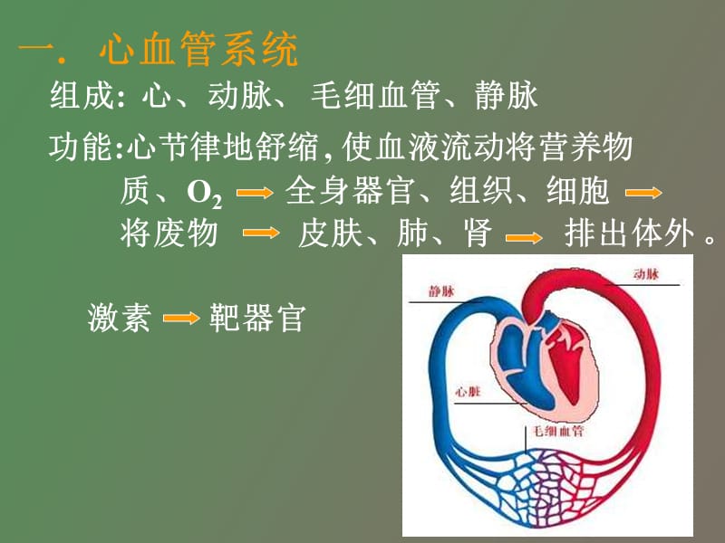 脉管、心脏、淋巴秦毅.ppt_第3页