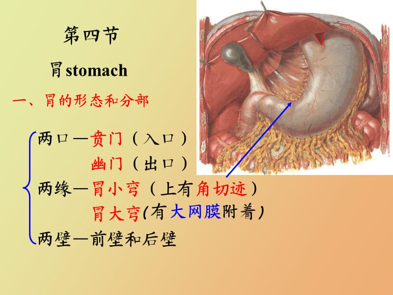 系统解剖学课件消化系统.ppt_第3页