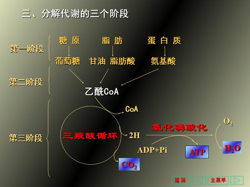 羧酸循环与能量代谢.ppt_第3页