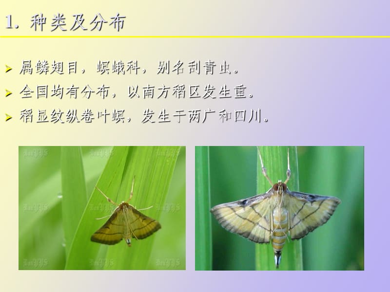 稻纵卷叶螟发生与监测.ppt_第2页