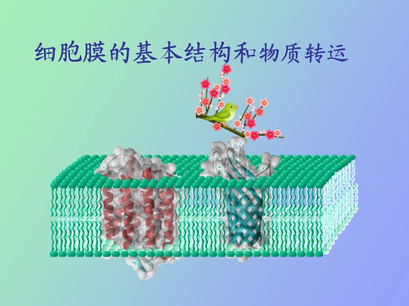 细胞膜与物质的转运.ppt_第1页