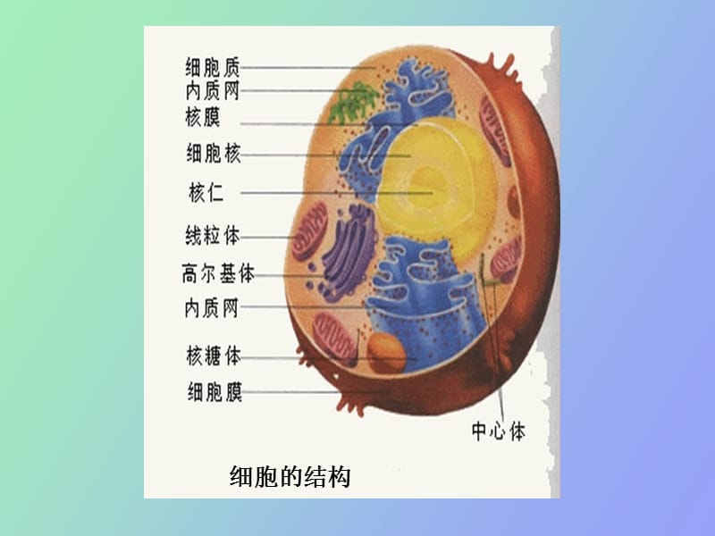 细胞膜与物质的转运.ppt_第3页