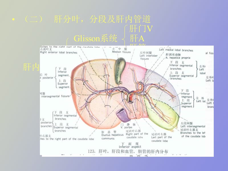 肝横断层解剖及.ppt_第2页