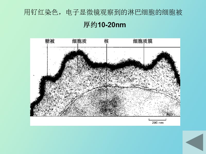 细胞外被与细胞外基.ppt_第3页