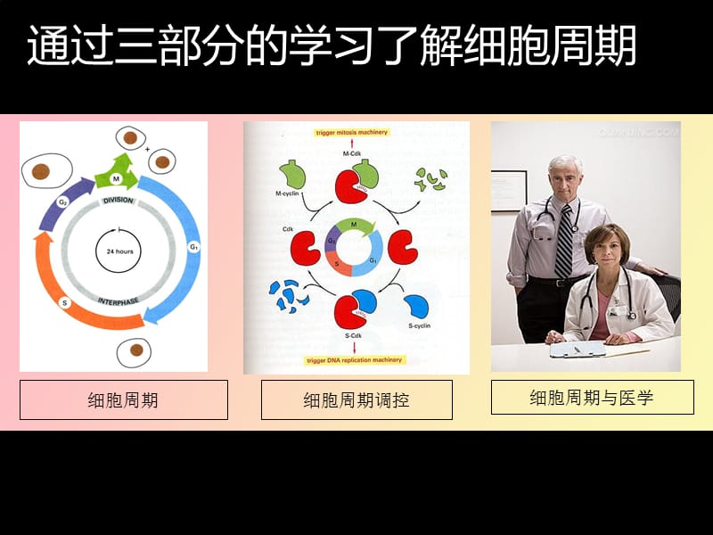 细胞周期及其调控.ppt_第3页