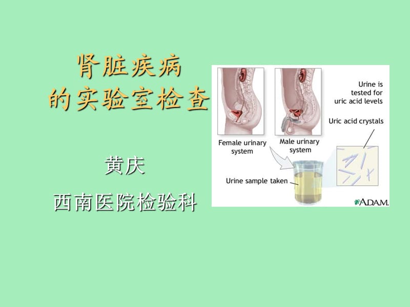 肾功能实验诊断.ppt_第1页