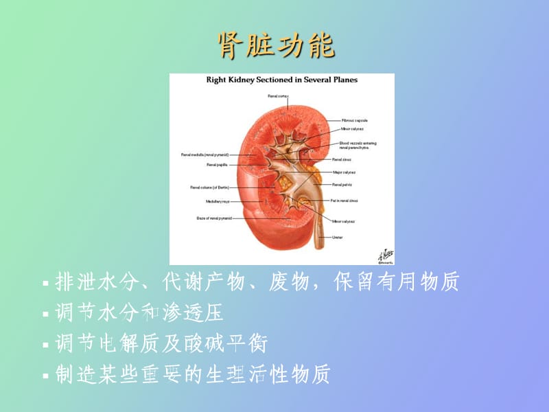 肾功能实验诊断.ppt_第3页