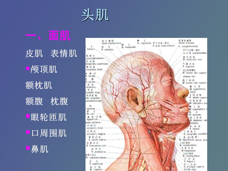 系统解剖学躯干肌、头肌、颈肌.ppt_第2页