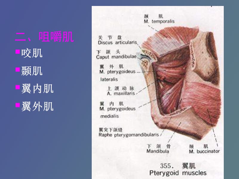 系统解剖学躯干肌、头肌、颈肌.ppt_第3页