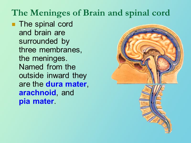 脑的被膜和脑脊液.ppt_第2页