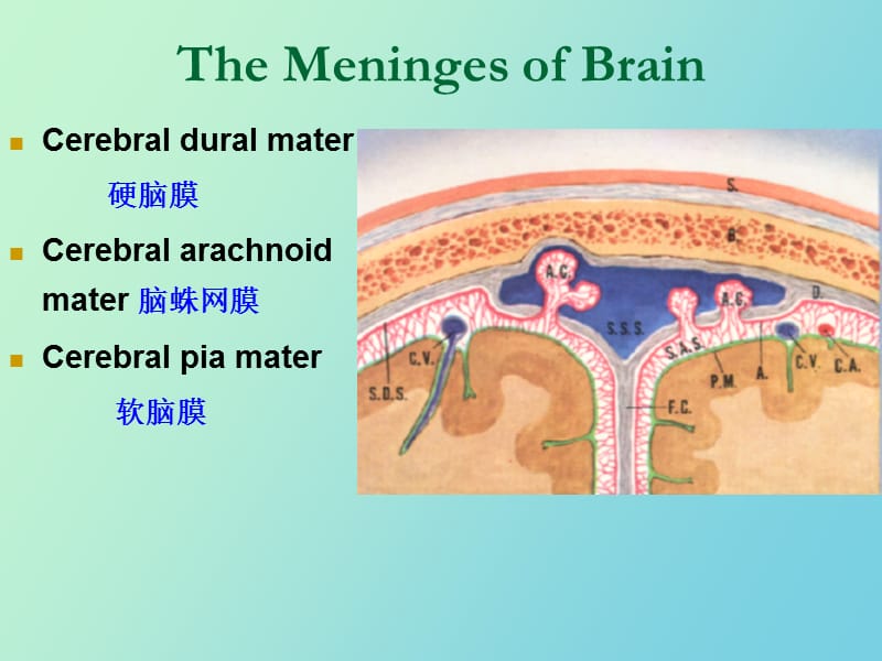 脑的被膜和脑脊液.ppt_第3页