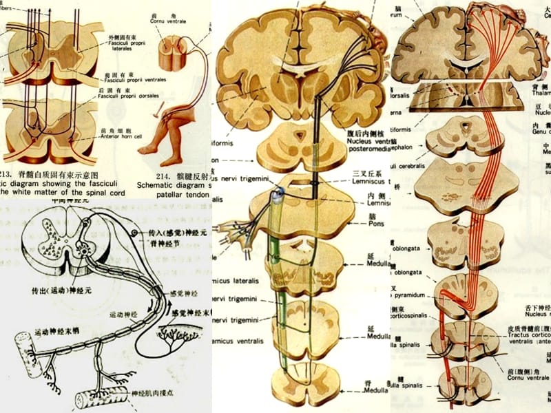神经解剖传导路.ppt_第2页