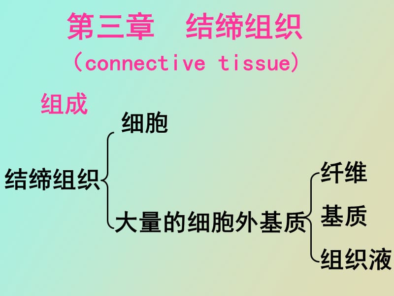 结缔组织本科.ppt_第2页