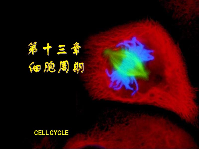 细胞生物学教程第十三章细胞周期.ppt_第1页