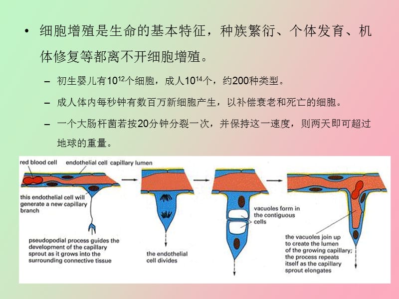 细胞生物学教程第十三章细胞周期.ppt_第2页