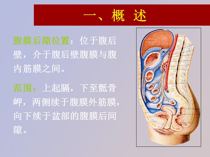 腹膜后隙解剖.ppt_第2页