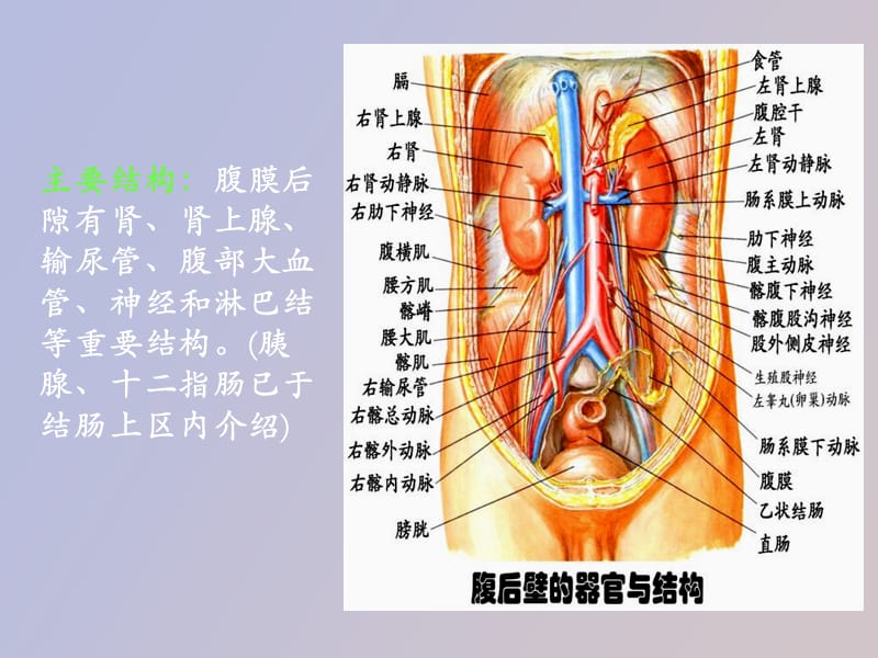 腹膜后隙解剖.ppt_第3页