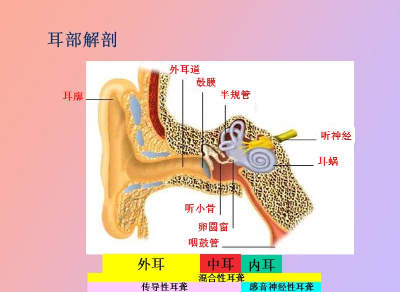 耳部解剖和耳聋听力基础知识亚洲器械城.ppt_第3页