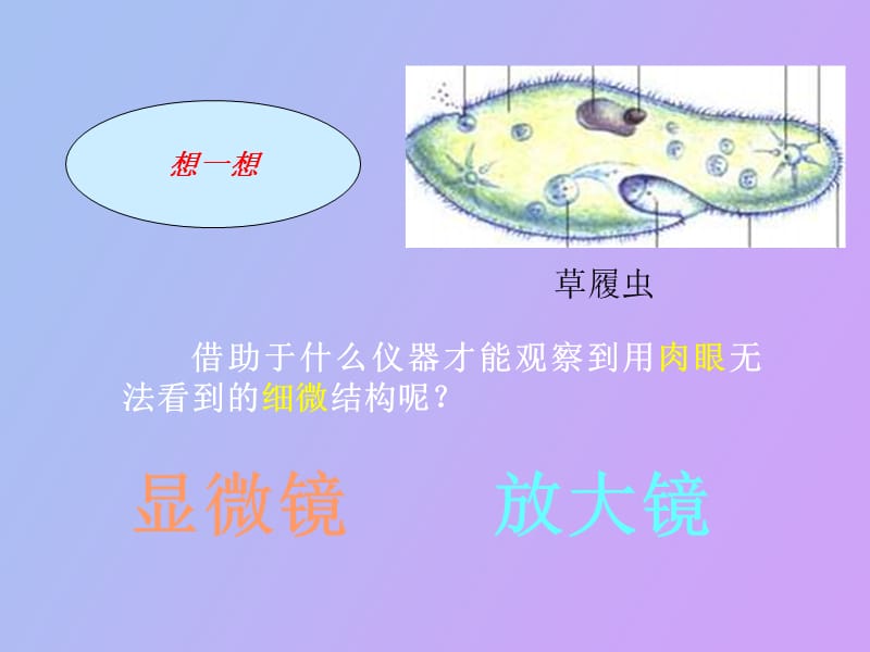 练习使用显微镜raziya.ppt_第3页