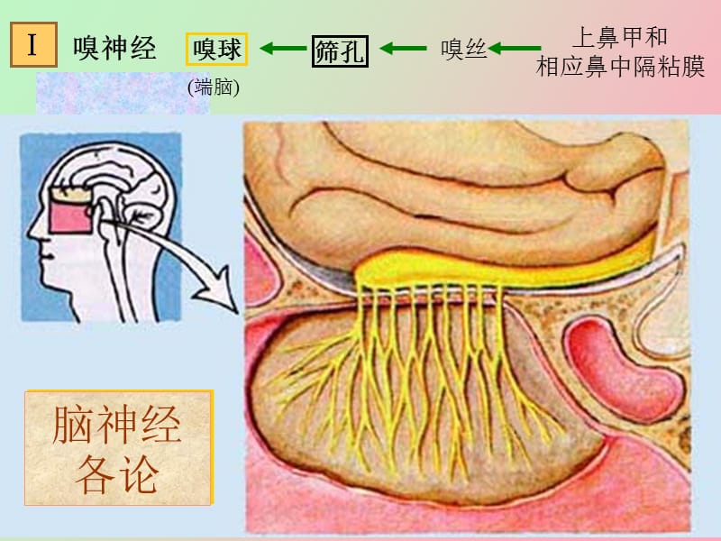 脑神经系统脑神经.ppt_第3页