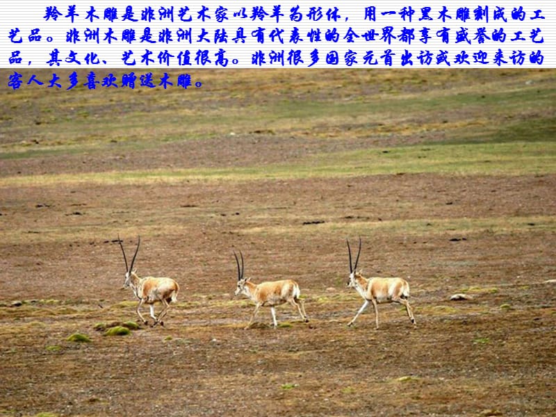 羚羊木雕2013shang.ppt_第3页