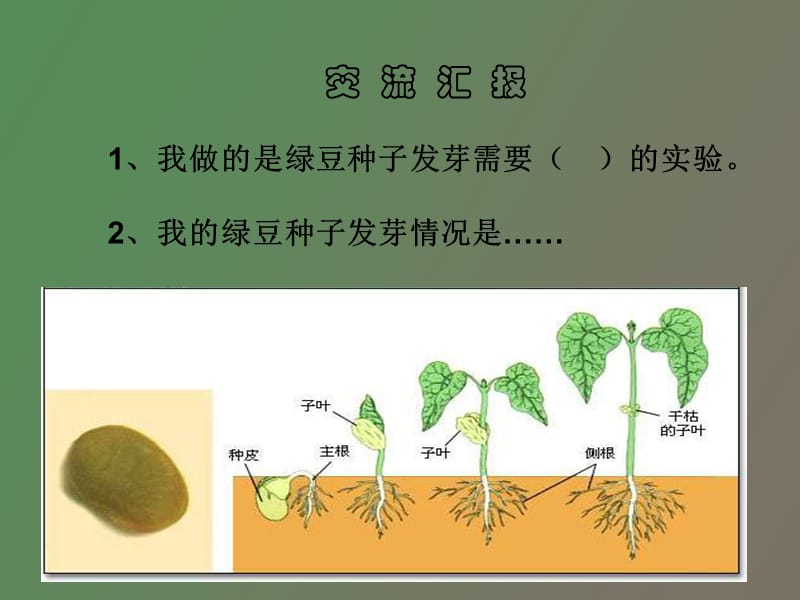 种子发芽实验.ppt_第2页