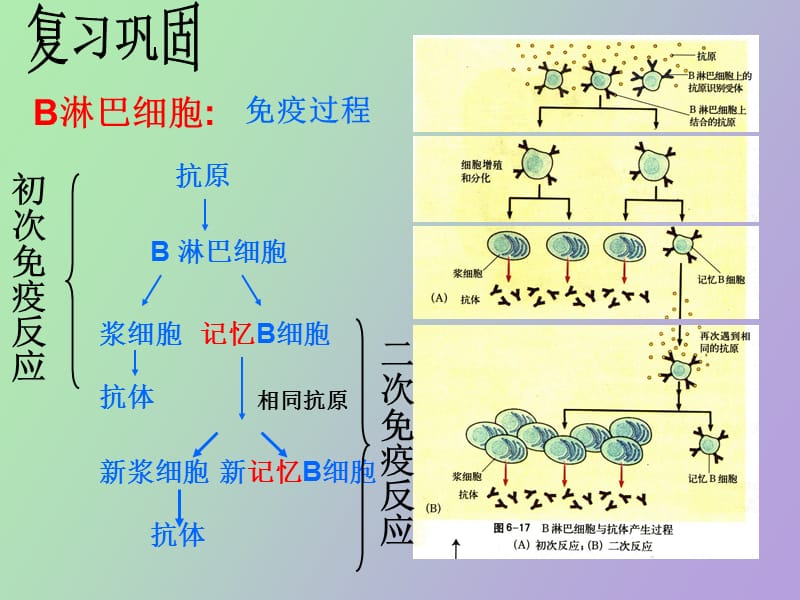 细胞识别与免疫.ppt_第2页