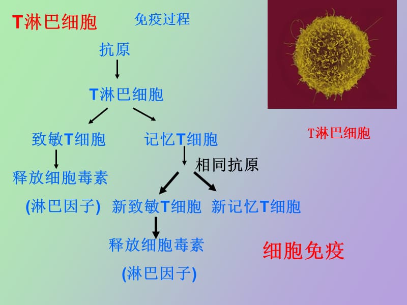 细胞识别与免疫.ppt_第3页