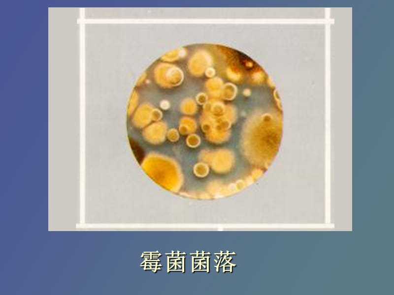 细菌和噬菌体的遗传分析.ppt_第3页