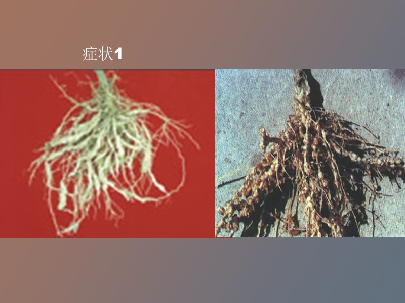 蔬菜根结线虫病.ppt_第3页