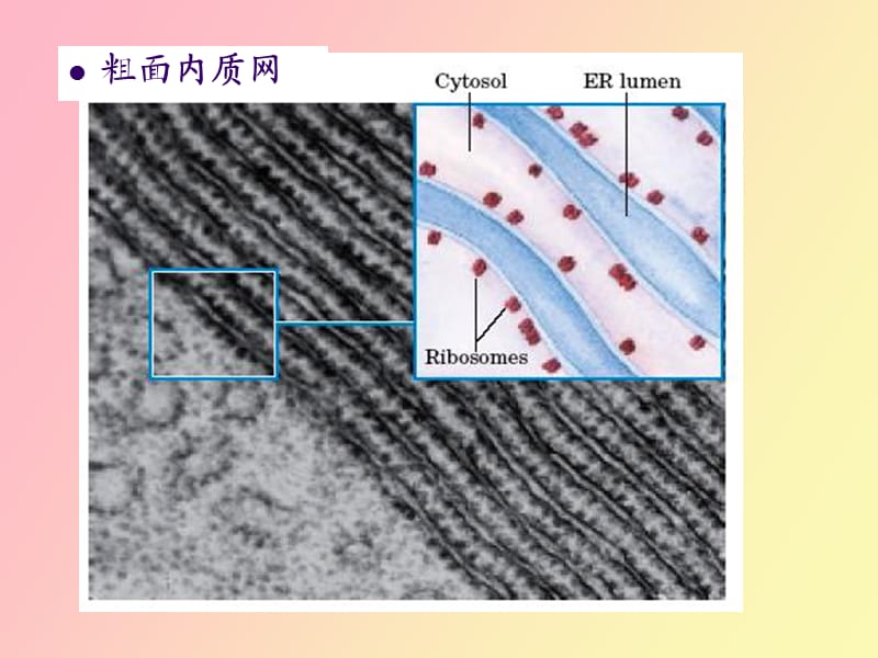 蛋白质合成及转运生科.ppt_第3页