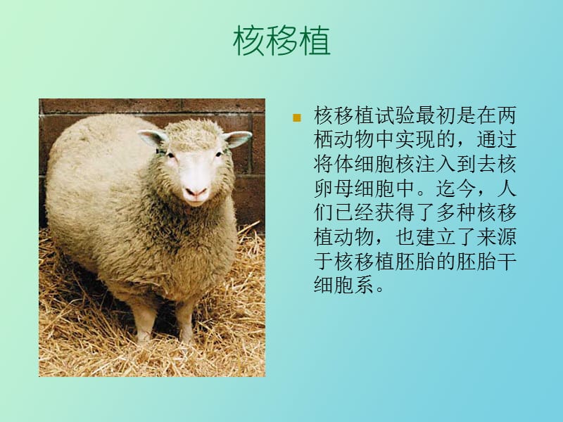 诱导性多功能干细胞.ppt_第3页