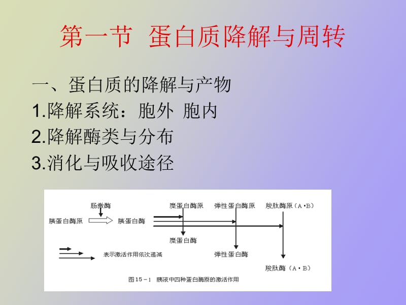 蛋白质降解和氨基酸代谢.ppt_第2页