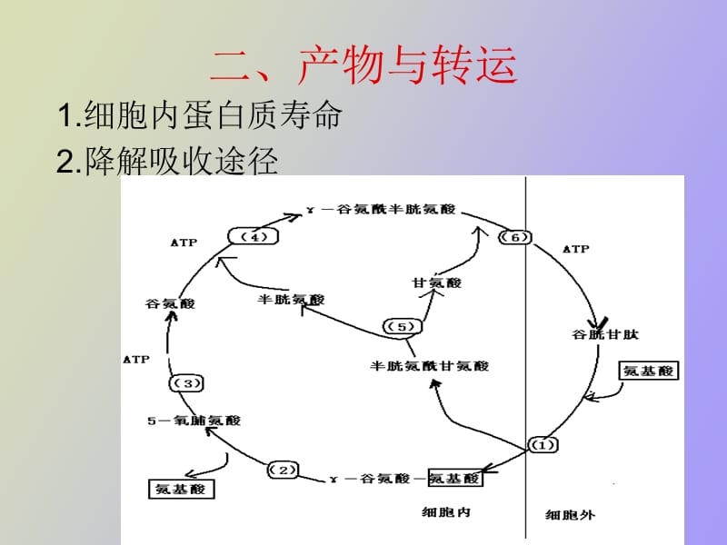 蛋白质降解和氨基酸代谢.ppt_第3页