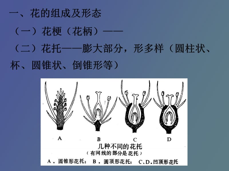 药用植物学花.ppt_第3页