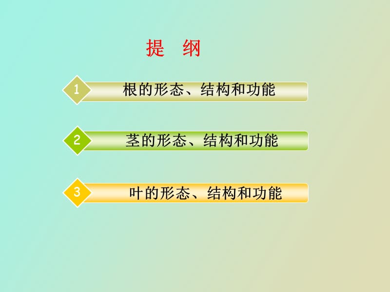 被子植物营养器官.ppt_第2页