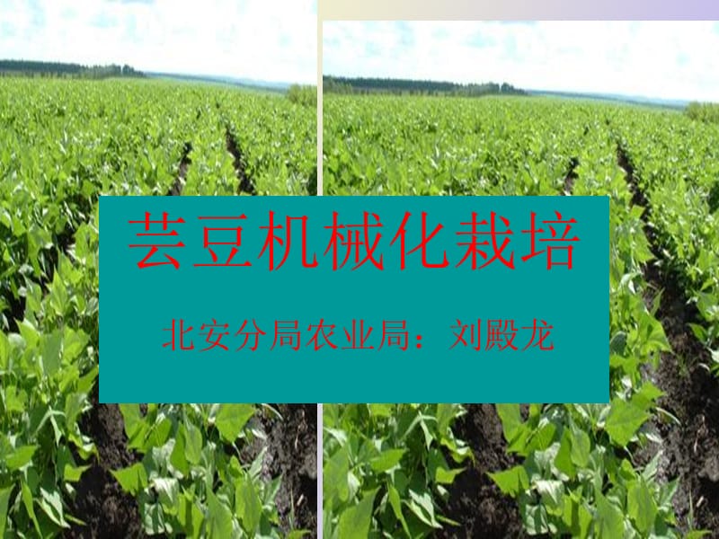 芸豆机械化栽培.ppt_第1页