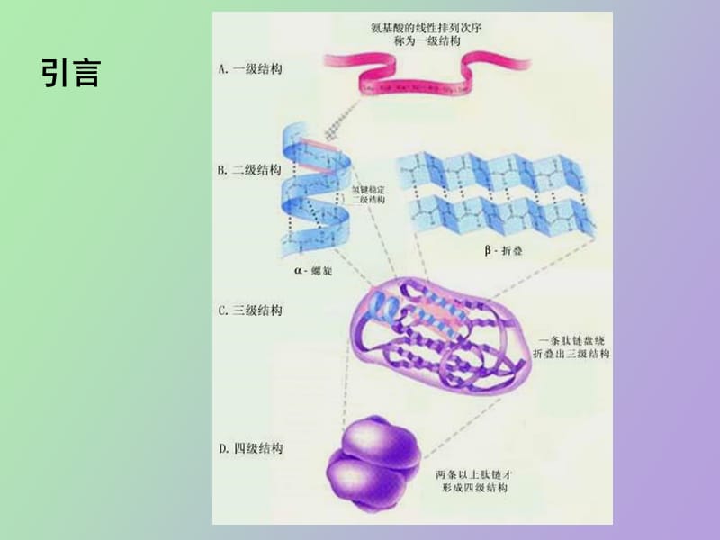 蛋白结构数据库.ppt_第3页