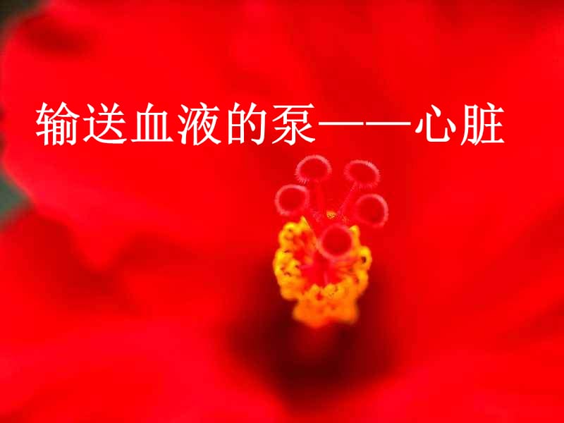 七年级生物心脏课件2[1].ppt_第1页